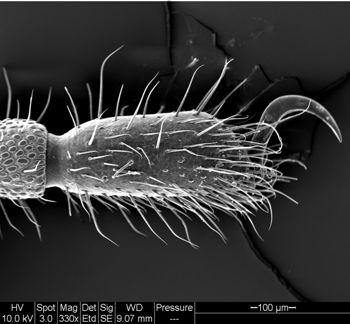 Media type: image;   Invertebrate Zoology 134641
